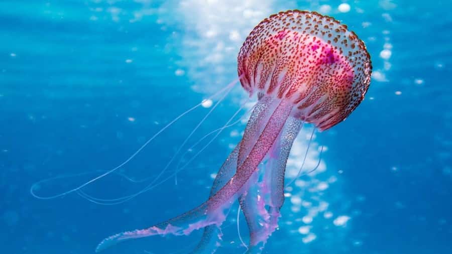 Robotic Jellyfish साफ करेंगी समुद्री कचरा, एडवांस फीचर्स सुनकर कहेंगे वाह Robotic Jellyfish