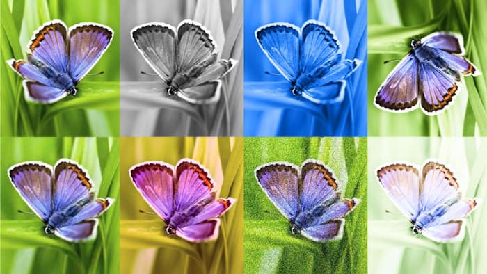 Google DeepMind said the watermark is detectable even after modifications like adding filters, changing colours and brightness.