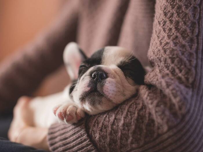 PET OWNERS 2