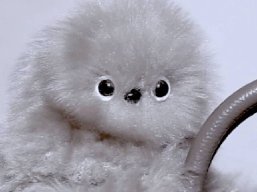 Mirumi, a Robotic Sloth