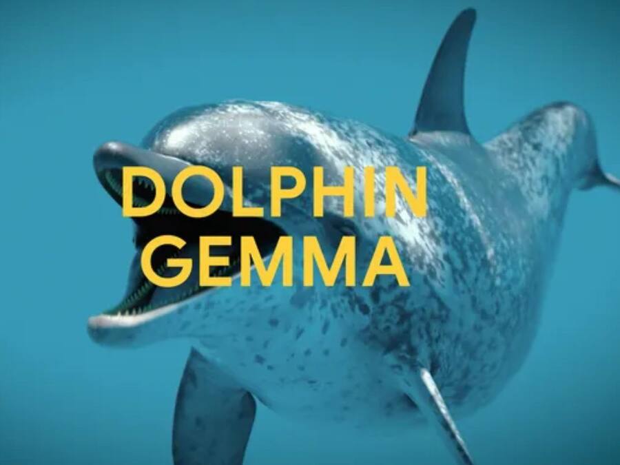 Google Is Making a Splash With Its New AI Model That Can Translate Dolphin Language DolphinGemma