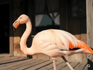 Google’s Veo 3 Video Generation AI Now Available Via Gemini API: Check Features, Price, And Access Details