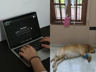 ChatGPT helped save a dog after vets gave just 5 percent chance of survival: Here’s what happened