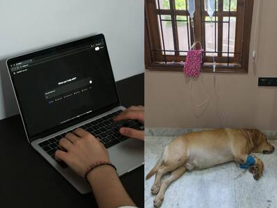 ChatGPT helped save a dog after vets gave just 5 percent chance of survival: Here’s what happened