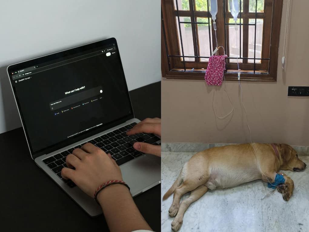 ChatGPT saves dog