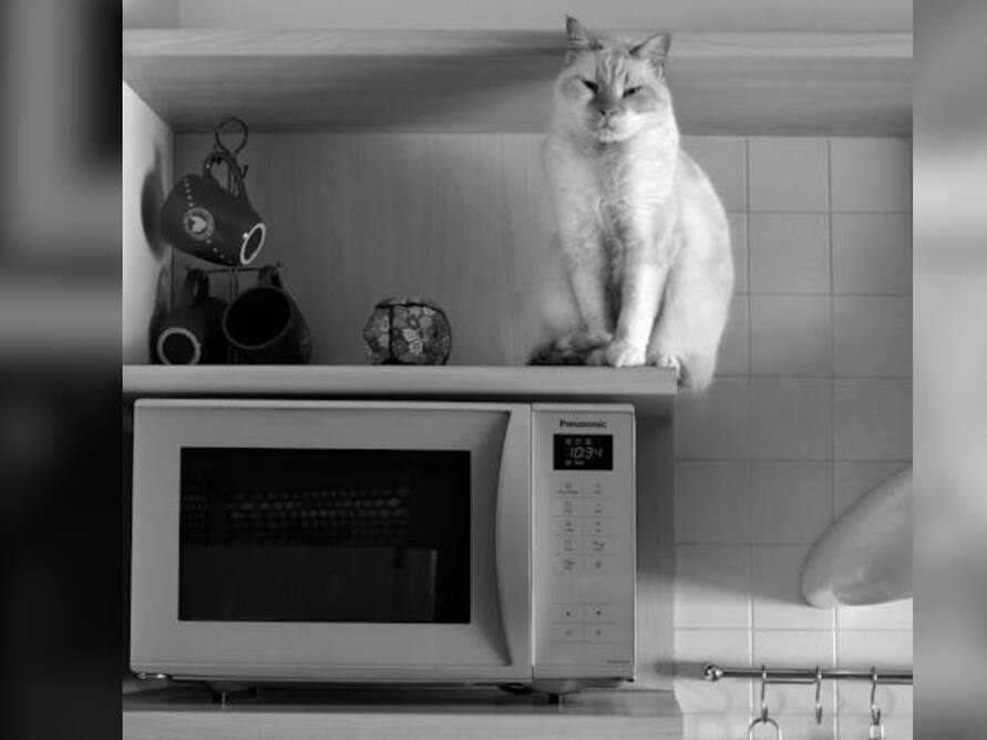 6 best microwave oven under Rs 10,000 to consider amidst LPG gas crisis